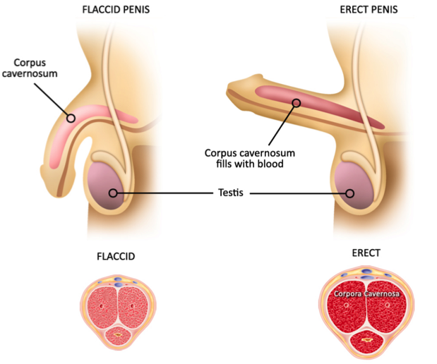 what causes an erection