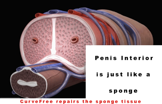 când penisul interior când prima dată o erecție