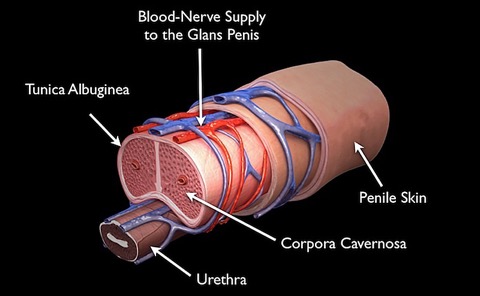 penis-cross-section-anatomy